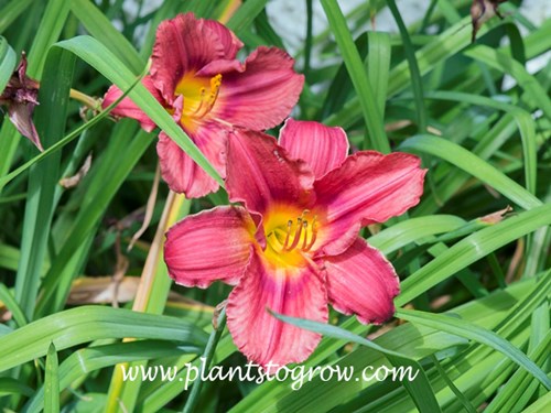 Rosy Returns Daylily (Hemerocallis)
re bloomer
16 inches tall
rose pink with deeper rose eye
dormant, diploid
Apps (1999)